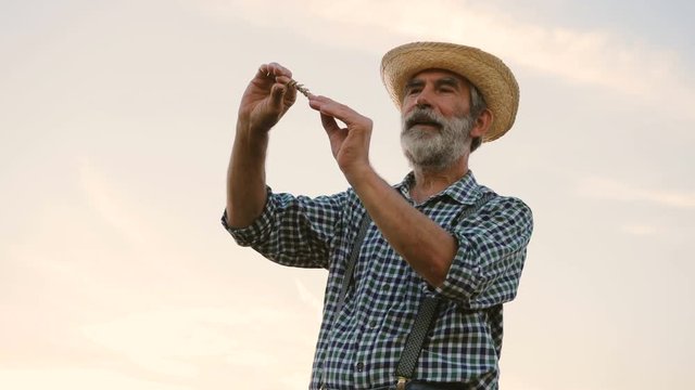 Close up shot of seniour farmer checking wheat quality at the his farm on the colorful sky background.