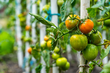 Growing Tomatoes, organic farming
