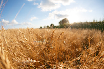 Fototapeta na wymiar Wheat field. Ears of golden wheat close up. Rural Scenery under Shining sunset. close-up selective focus