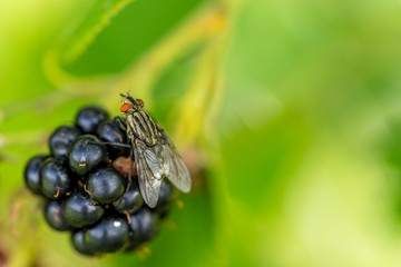 Fly sitting on a blackberry