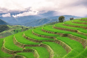 Foto op Plexiglas Groen terraspadieveld met bergachtergrond © elbanco