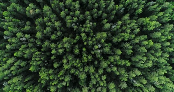 Fir and pine trees in the forest