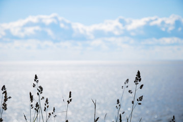 Fototapeta premium Grass straws silhouettes