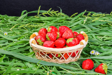 Ripe strawberries in a wicker basket on the grass. The concept of a generous summer harvest of berries.