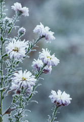 frozen flowers