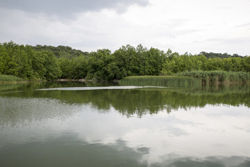 Lake and Forest