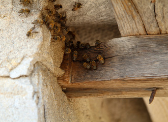 Bienenstock von wilden Bienen im Dach 