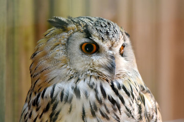 hibou