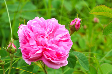 Bloomed Rosebud