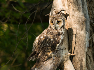 Great horned owl with yellow eyes perched in old tree