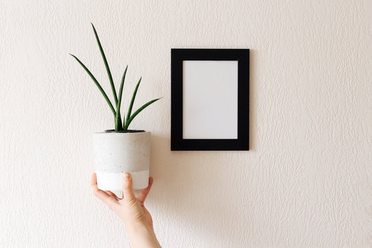Woman's hand is holding concrete pot with succulent plant. Mock up photo black frame