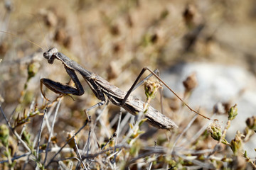 Gottesanbeterin zwischen Gestrüpp; Natur, Tierwelt 