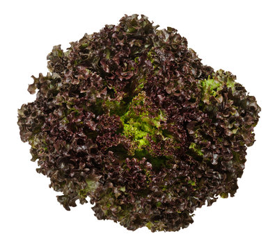 Lollo Rosso lettuce from above isolated over white. A summer crisp variety of Lactuca sativa. Red loose leaf type salad head with frilly leafs and wavy leaf margin. Macro closeup photo.