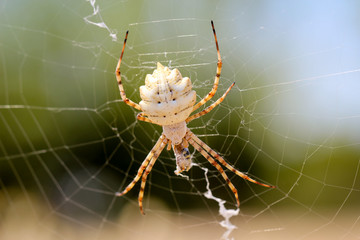 Argiope lobata, eine Radnetzspinne 