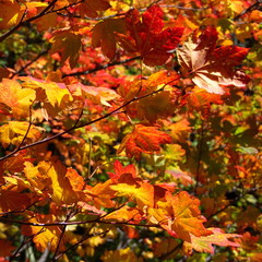 Naklejka na ściany i meble Brilliant red and gold leaves in the fall