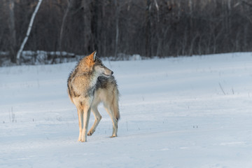 Grey Wolf (Canis lupus) Turned Right