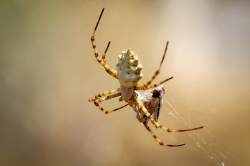 Argiope lobata, eine Radnetzspinne 