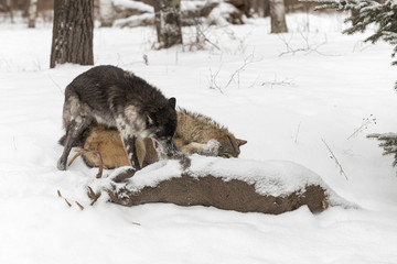 Fototapeta na wymiar Black Phase Grey Wolf (Canis lupus) Pulls Hide Off Deer Carcass