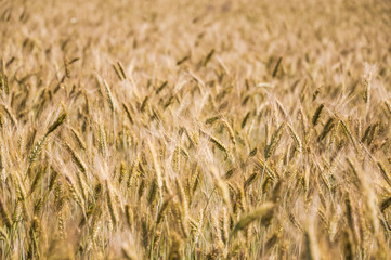 The rye crop on the field
