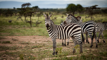 Fototapeta na wymiar Watchful Zebra