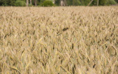 The rye crop on the field