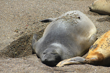 Lions de mer