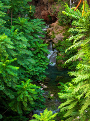 waterfall in forest