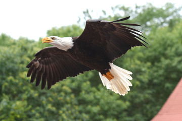 pygargue à tête blanche