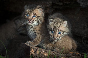 Naklejka na ściany i meble Bobcat Kittens (Lynx rufus) Peers Out from Log
