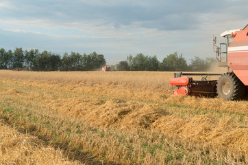 Fototapeta premium Harvesting of bread by harvesters - harvesting.