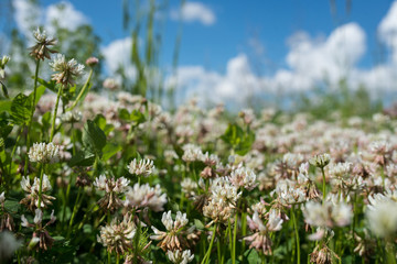 Fototapeta premium white clover wild meadow flowers in field over deep blue sky. Nature vintage summer autumn outdoor photo. Selective focus macro shot with shallow DOF