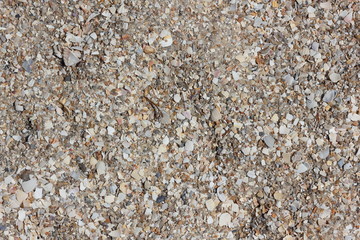 Texture of sea shells on the seashore for the designer