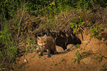Red Fox Kit (Vulpes vulpes) Stands in Front of Den