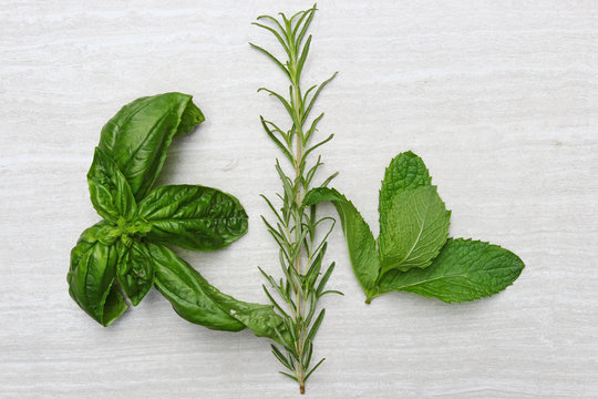 Freshly picked herbs of Mint, Rosemary, Basil
