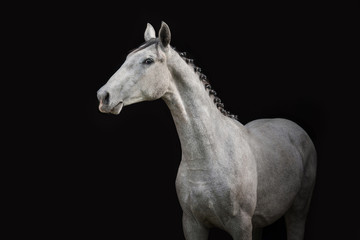 Portrait of gray horse isolated on black