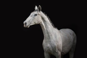 Fototapeta na wymiar Portrait of gray horse isolated on black
