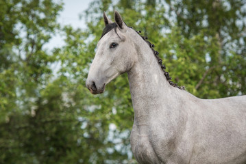 Obraz na płótnie Canvas Portrait of beautiful gray horse in summer