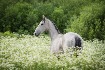 Obraz na płótnie Canvas Portrait of beautiful gray horse in flowers