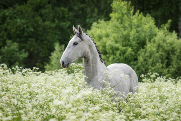 Obraz premium Beautiful gray horse standing in flowers