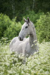 Portrait of beautiful gray horse in flowers