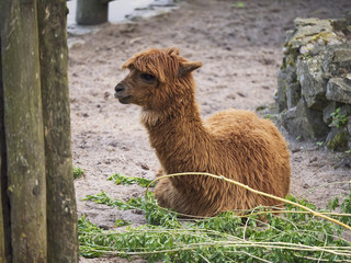 Fototapeta premium Brown lama in a zoo, laying on a ground with some fresh green bush.