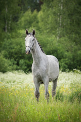 Beautiful gray horse on the field with flowers