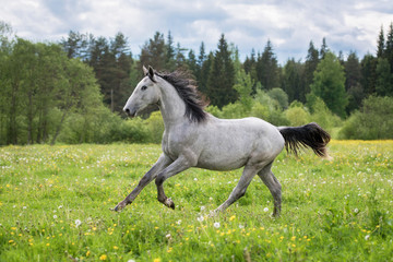 Obraz na płótnie Canvas Beautiful gray horse running gallop on the field