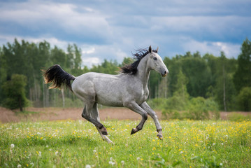 Obraz na płótnie Canvas Gray horse running gallop on the summer pasture
