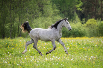 Obraz na płótnie Canvas Gray horse running trot in summer