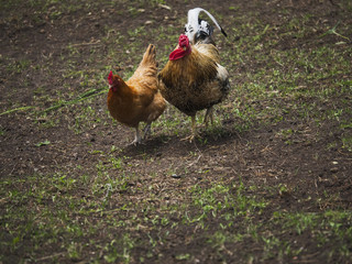 Rooster and chicken on a farm-land.