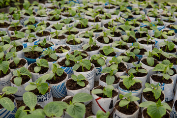 cucumber leafs detail