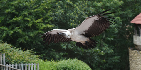 spectacle de rapaces