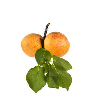 Two fruits apricot on a branch with leaves
