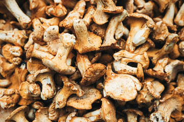 Close up picture of forest mushroom boletus